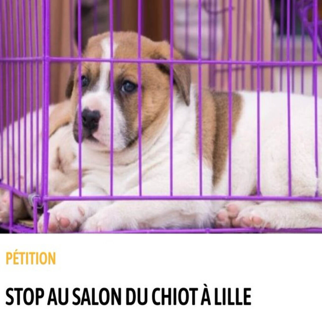 Chiot enfermé dans une cage au Salon du Chiot de Lille, symbolisant les conditions dénoncées par les défenseurs du bien-être animal.