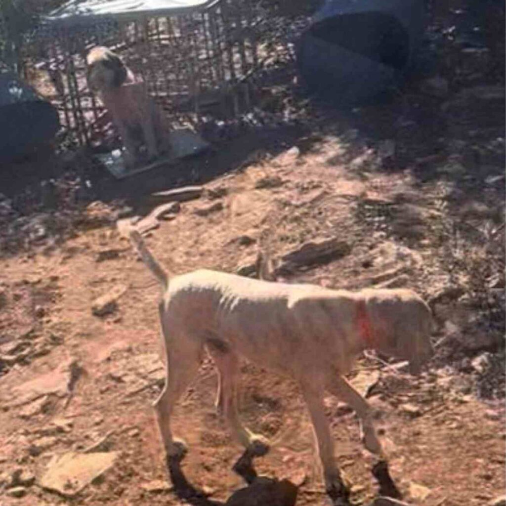 Des chiens attachés dans un enclos sale, illustrant la maltraitance animale dans le cadre de la chasse.