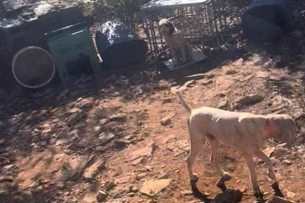 Des chiens attachés dans un enclos sale, illustrant la maltraitance animale dans le cadre de la chasse.