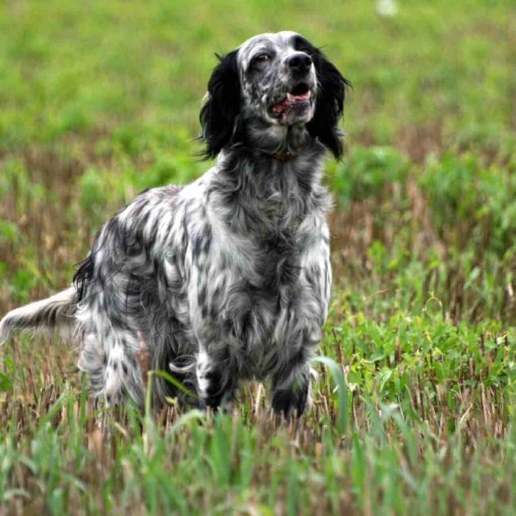 Un setter anglais noir et blanc debout dans un champ, une illustration paisible de cette race de chien