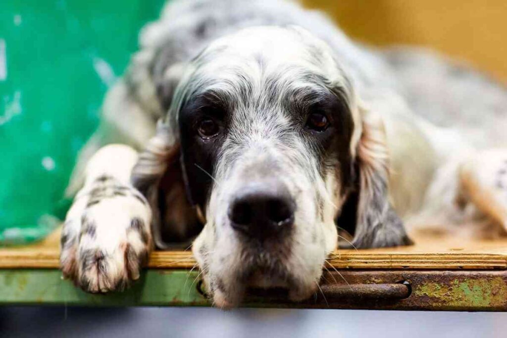 Un jeune setter anglais avec un pelage blanc et des taches marron clair, représentant un chien typique de cette race