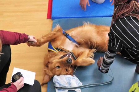 Un chien d'accompagnement interagit avec des élèves dans une salle de classe, symbolisant le projet du collège du Neubourg pour améliorer le bien-être et la réussite scolaire.
