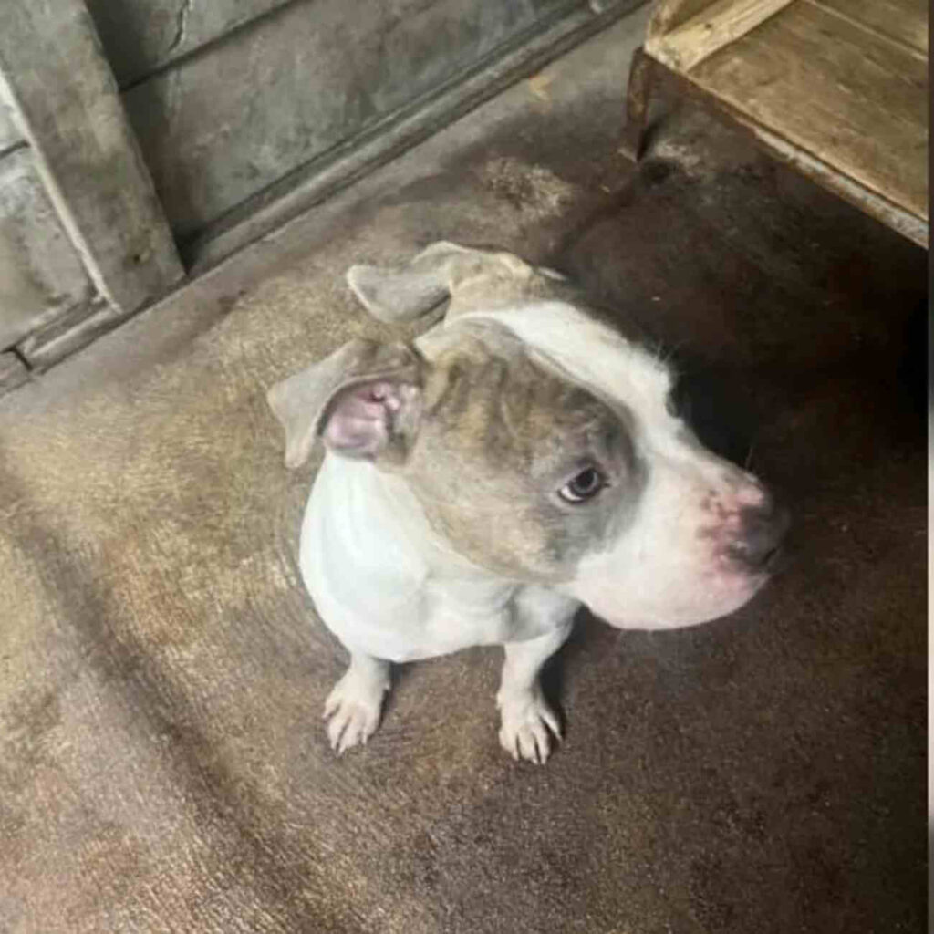 Un American Bully nommé Alistair, volé au refuge de la SPA de Périgueux après avoir été recueilli et mis à l'adoption.