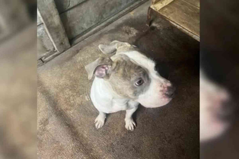 Un American Bully nommé Alistair, volé au refuge de la SPA de Périgueux après avoir été recueilli et mis à l'adoption.