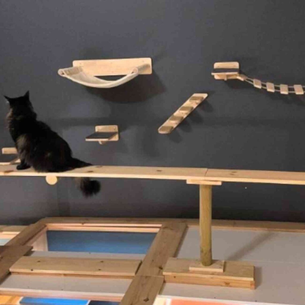 Aménagement intérieur d'un hôtel pour chats, comprenant des murs d'escalade, griffoirs et espaces de jeux, pensés pour le bien-être des félins.