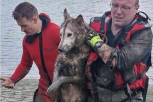 Un husky sauvé de la Seine par des pompiers spécialisés en sauvetage aquatique à Caudebec-en-Caux, avec des intervenants en combinaison