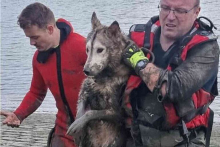 Un husky sauvé in extremis dans la Seine à Caudebec-en-Caux : les pompiers en héros d’une opération spectaculaire Un husky sauvé de la Seine par des pompiers spécialisés en sauvetage aquatique à Caudebec-en-Caux, avec des intervenants en combinaison