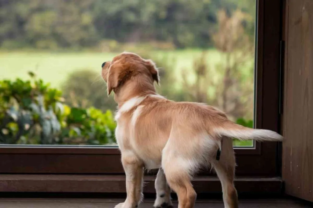 aboiement chiot