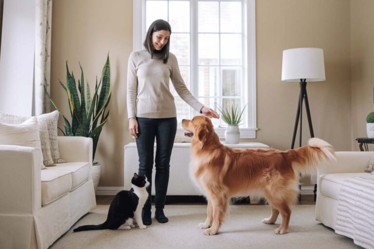 La garde d’animaux réinventée : pourquoi le pet-sitting séduit tant ? pet sitter metier d'avenir