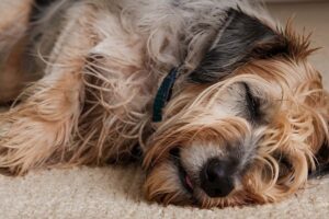 Alerte croquettes : les rappels se multiplient, la salmonelle menace nos animaux rappel croquette salmonelles