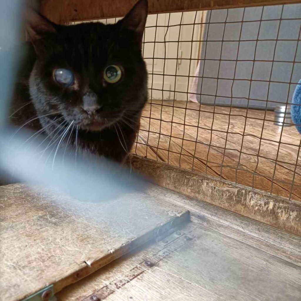 Chat noir apeuré dans une cage de protection après son sauvetage par l’association Phoenix, suite à l’abandon de 18 félins dans un appartement en Dordogne.