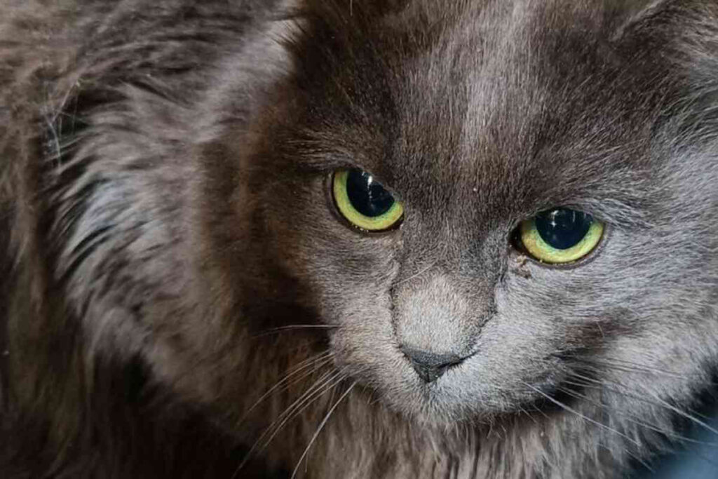 Chat aux yeux verts semblant triste, symbole du sauvetage des 18 félins abandonnés dans un appartement après le départ de leur maîtresse en Ehpad.