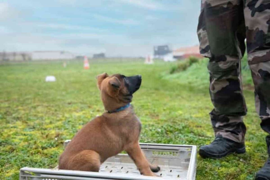 Un chiot assis dans une caisse en plastique à côté d'un militaire, illustrant une arnaque liée à l'adoption d'animaux dans les Deux-Sèvres.