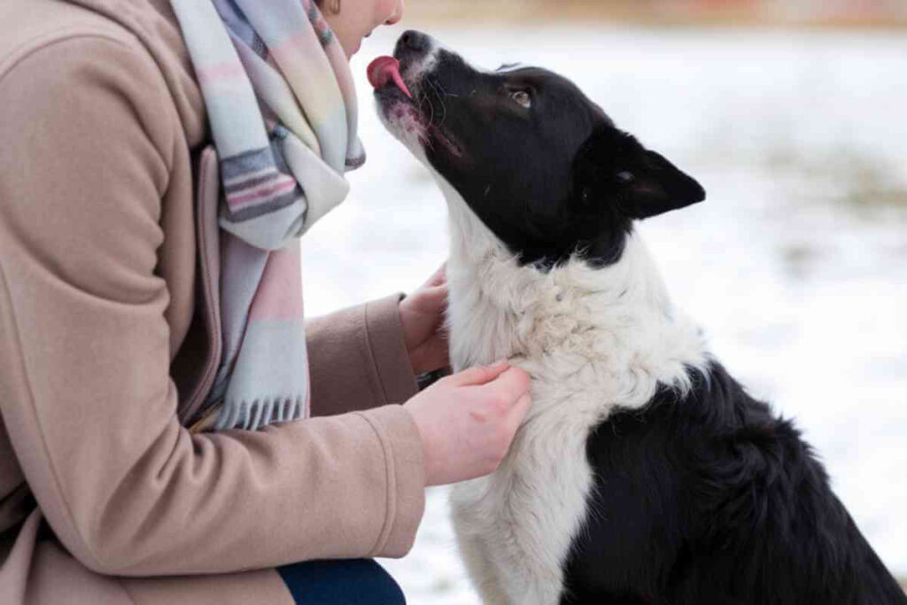 Une personne caresse un chiot noir et blanc avec tendresse, illustrant le lien entre l’homme et son futur compagnon avant une adoption.