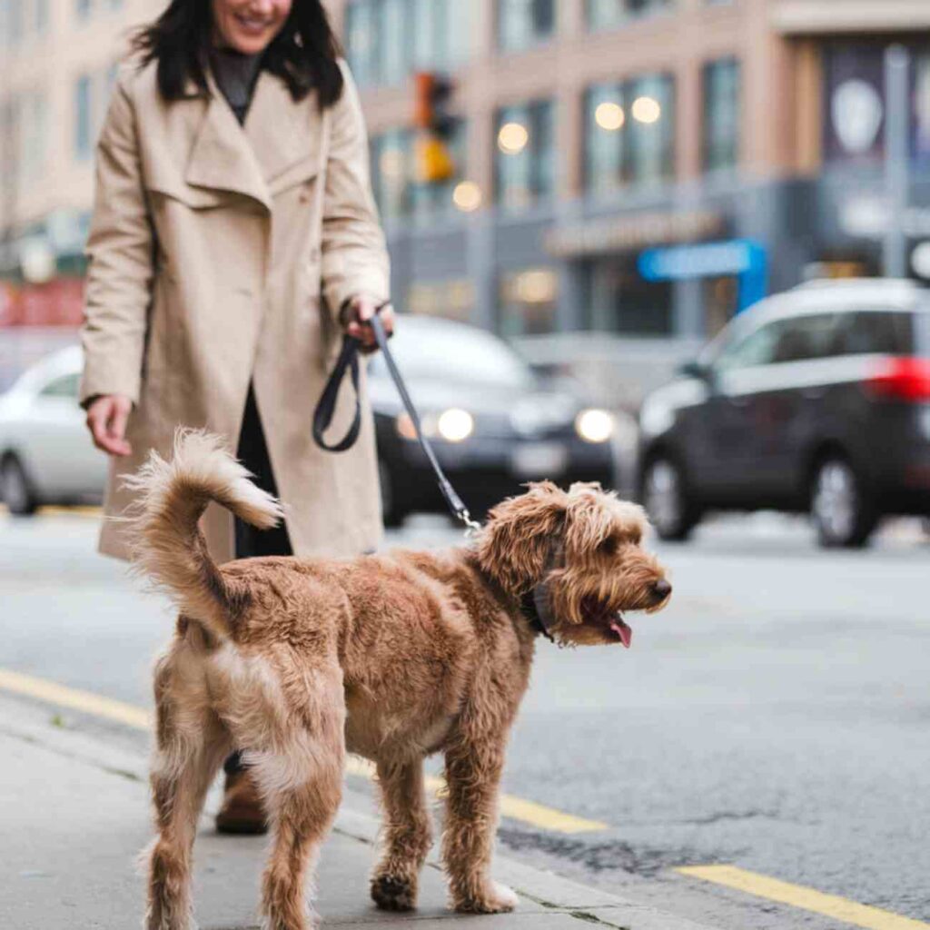 Une femme marche avec son chien en laisse en ville, illustrant l'importance de choisir une race adaptée à son mode de vie urbain.