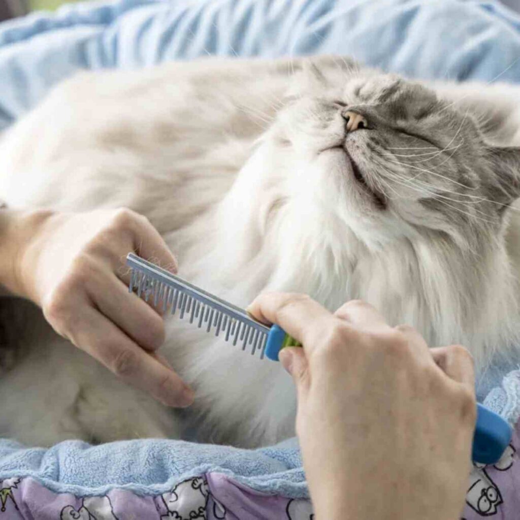 Un chat ragdoll au pelage soyeux blanc et gris, assis avec prestance, observe son environnement avec élégance.