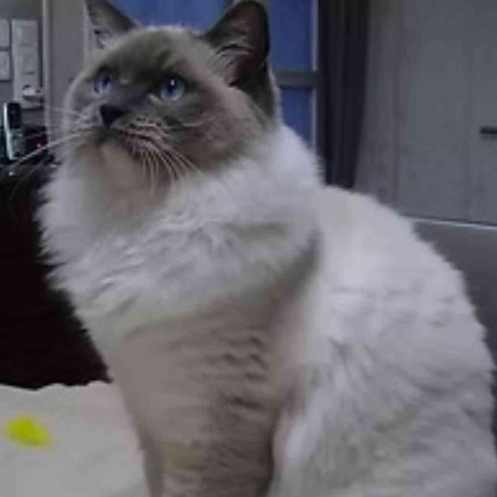 Un majestueux chat ragdoll au pelage blanc et gris, avec de magnifiques yeux bleus, posé avec élégance et sérénité.