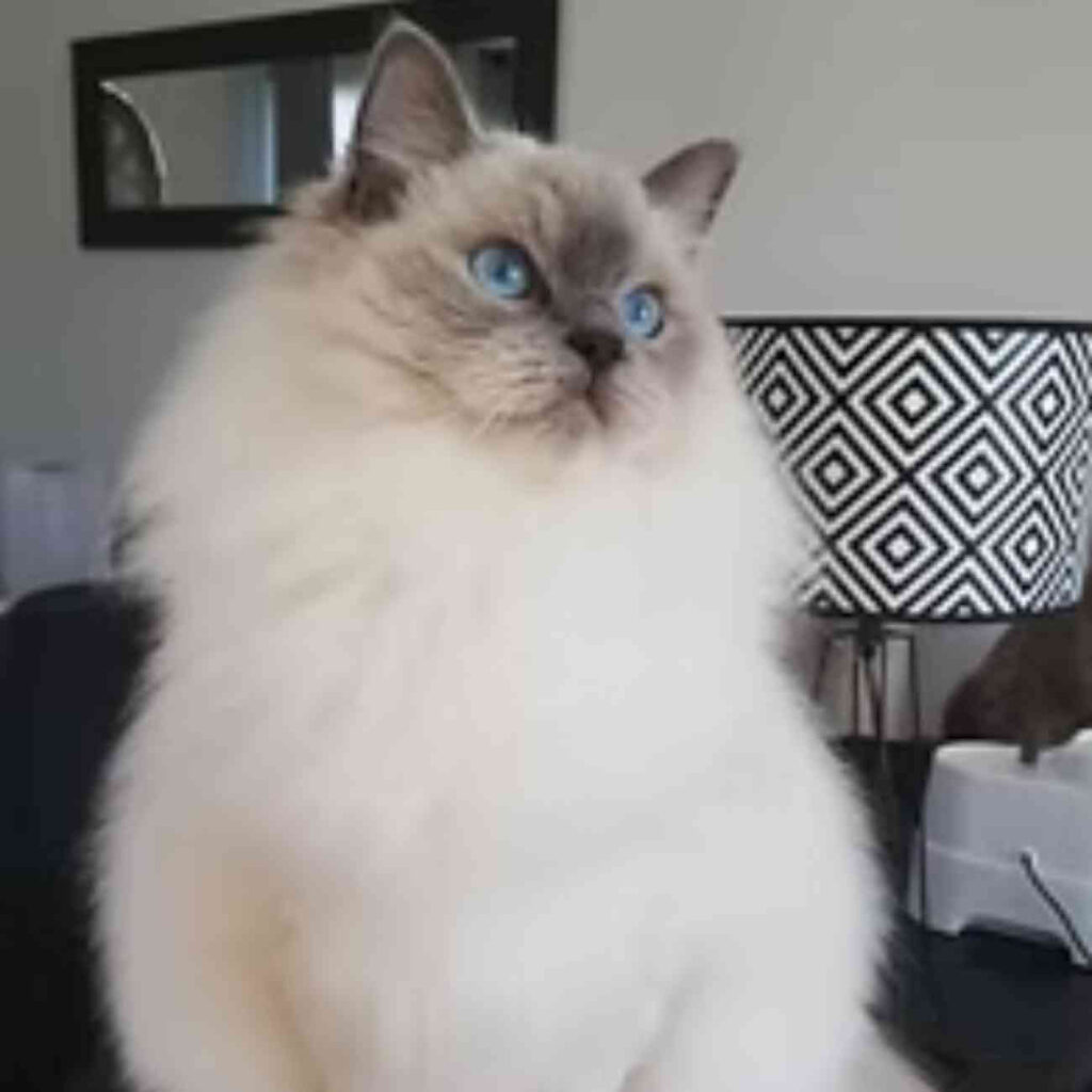 Un majestueux chat ragdoll au pelage blanc et aux yeux bleus perçants pose avec élégance, prêt pour le Salon de l’Agriculture 2025.