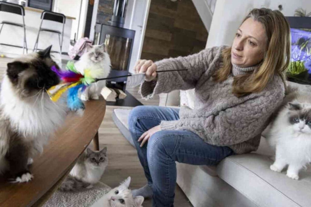 Ariane Louis, éleveuse de la chatterie Ragzaro, joue avec l’un de ses chats ragdoll dans un intérieur chaleureux, entourée de plusieurs félins affectueux.