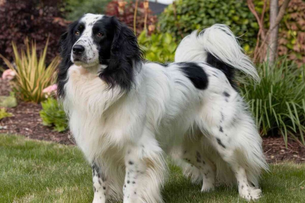 Un chien noir et blanc debout sur une pelouse, représentant une race connue pour sa longévité.