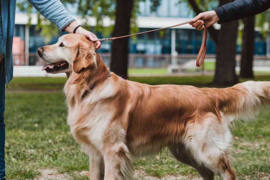 Chien assis dans un jardin, symbolisant le changement de propriétaire et les démarches administratives associées.