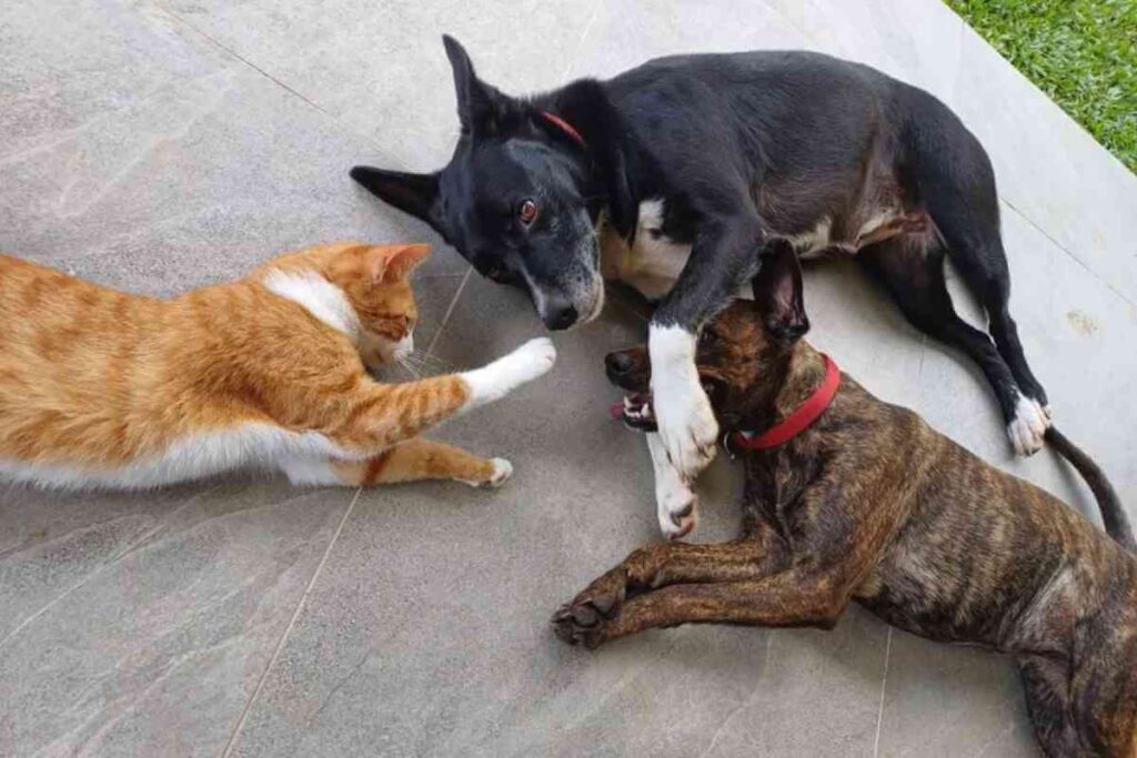 Chiot noir et beige allongé sur un sol sableux en Guadeloupe, symbole des nombreux animaux abandonnés chaque année sur l'île.