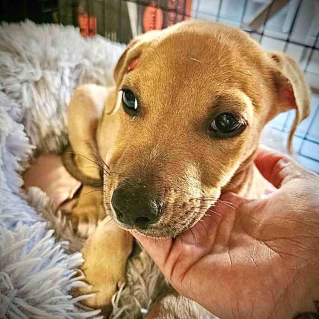 Chiot marron aux yeux tristes tenu dans une main, illustrant le sauvetage des animaux abandonnés en Guadeloupe.