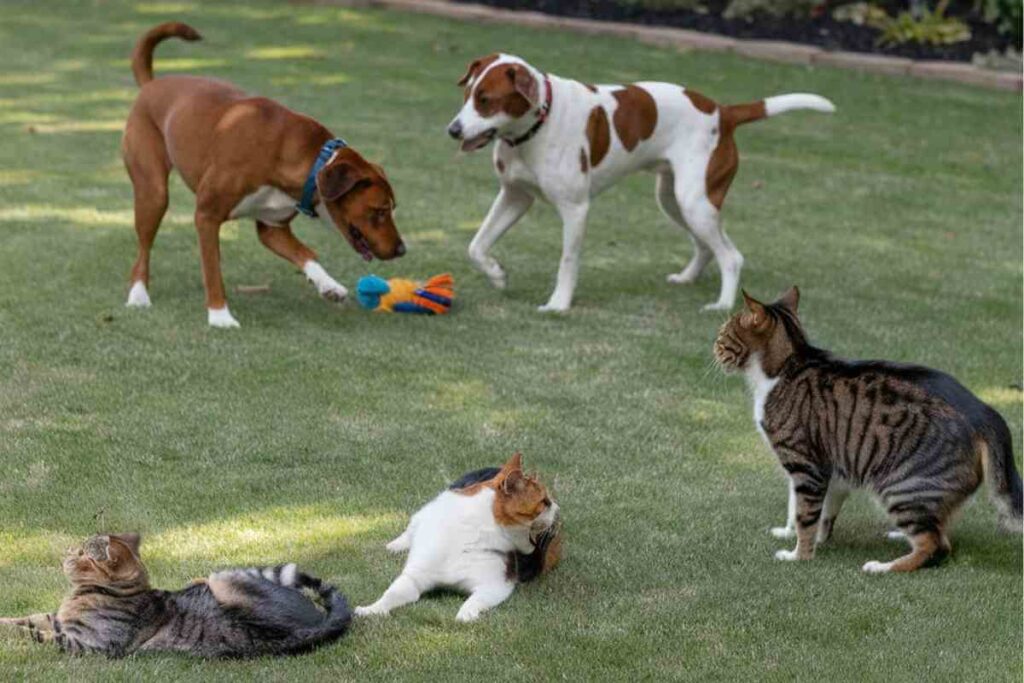 Groupe d'animaux comprenant des chiens et des chats se reposant et jouant dans un espace vert aménagé à Clermont-Ferrand, illustrant les engagements de la ville pour la protection animale.