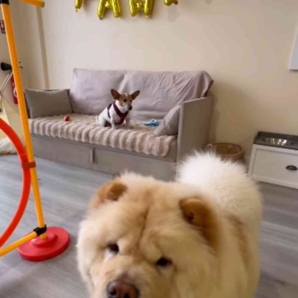 Un petit chien à poil long joue à l’intérieur de la garderie Dog Daycare à Serris, en Seine-et-Marne.