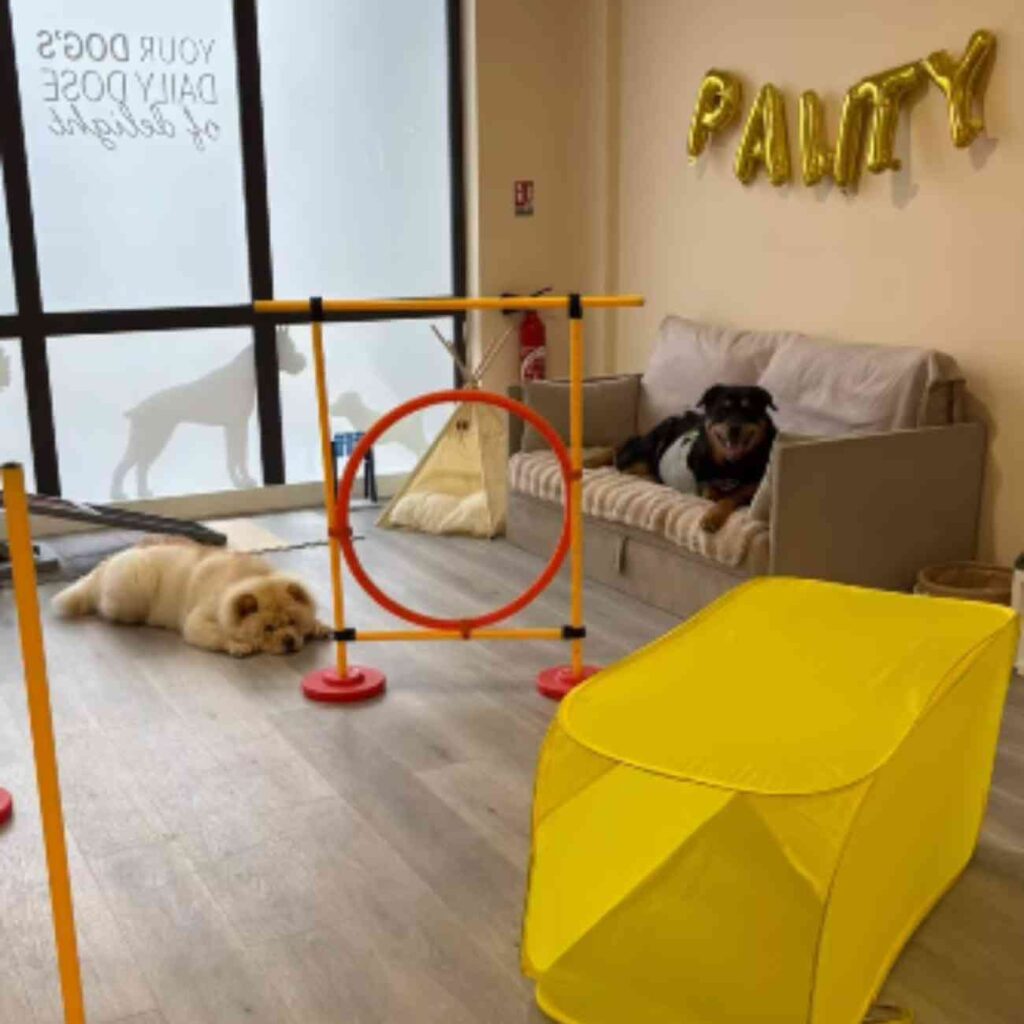 Espace de jeux coloré et aménagé pour les chiens à la garderie Dog Daycare à Serris, en Seine-et-Marne.