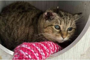 Flamenco, un chat tigré malade et abandonné, allongé dans son refuge en attente d’une adoption.