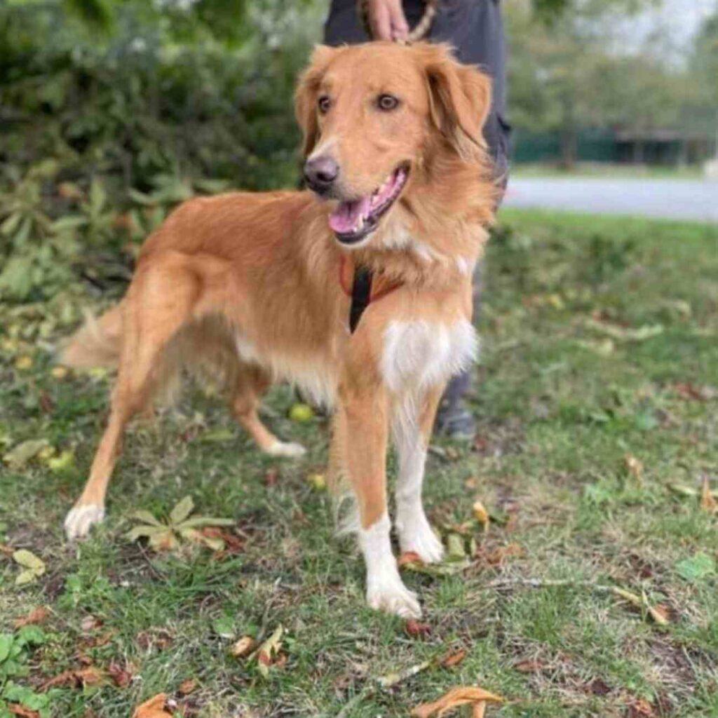 Fripouille, un chien croisé Malinois-Golden, debout sur l’herbe, attendant une famille adoptive qui saura répondre à son énergie débordante.