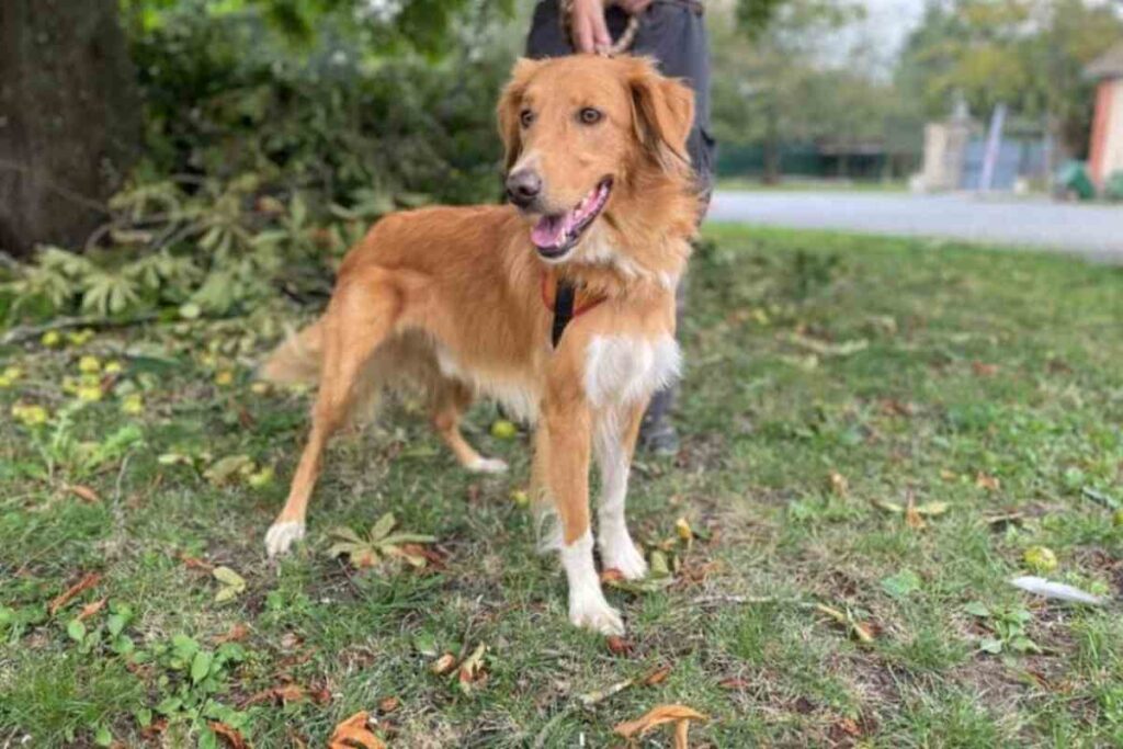 Fripouille, un chien croisé Malinois-Golden, debout sur l’herbe, attendant une famille adoptive qui saura répondre à son énergie débordante.