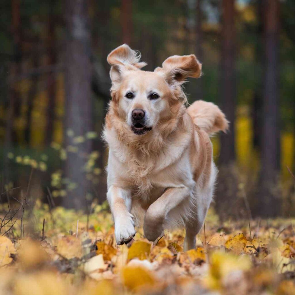 Ces 5 races de chiens qui font chavirer le cœur des Ligériens