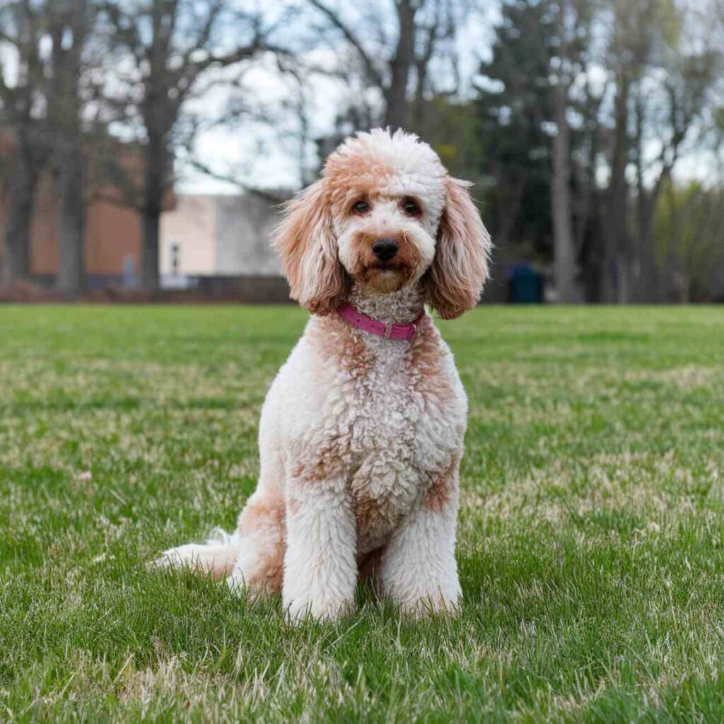 Un caniche beige assis sur une pelouse, regardant l’objectif avec une expression joyeuse.