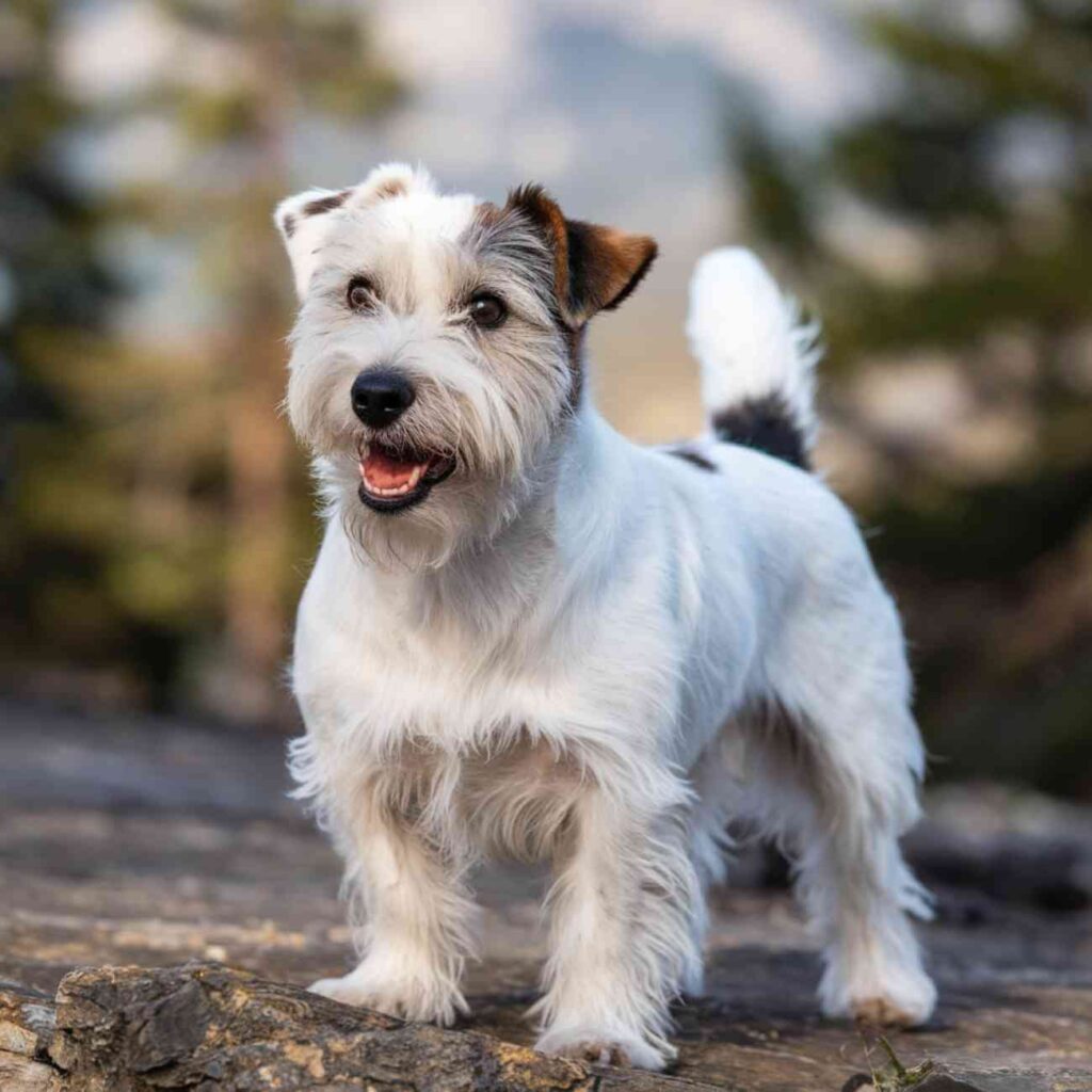 Un jack russell blanc et marron courant en extérieur, énergique et joueur.