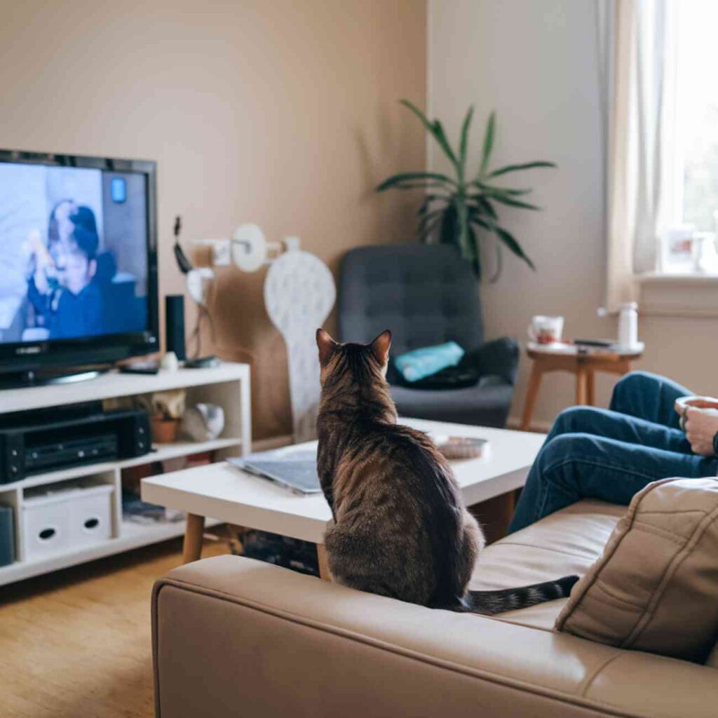 Un chat assis sur un canapé regarde un écran de télévision dans un salon moderne.