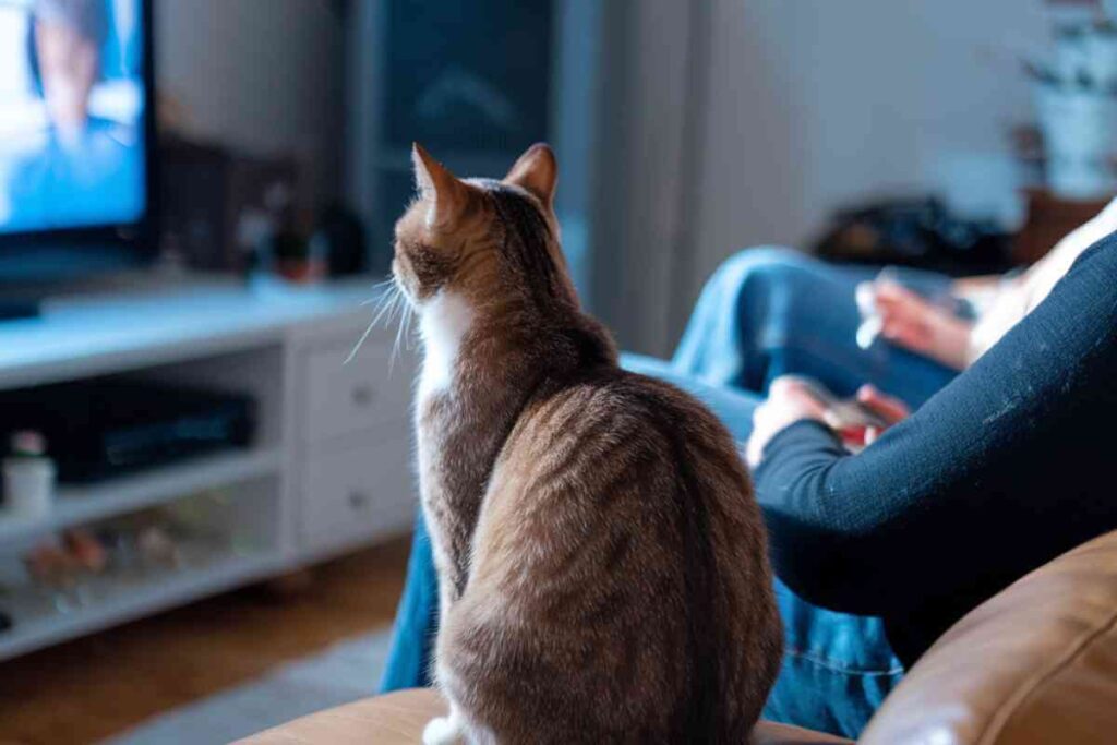 Un chat regardant un écran de télévision, captivé par les images diffusées.