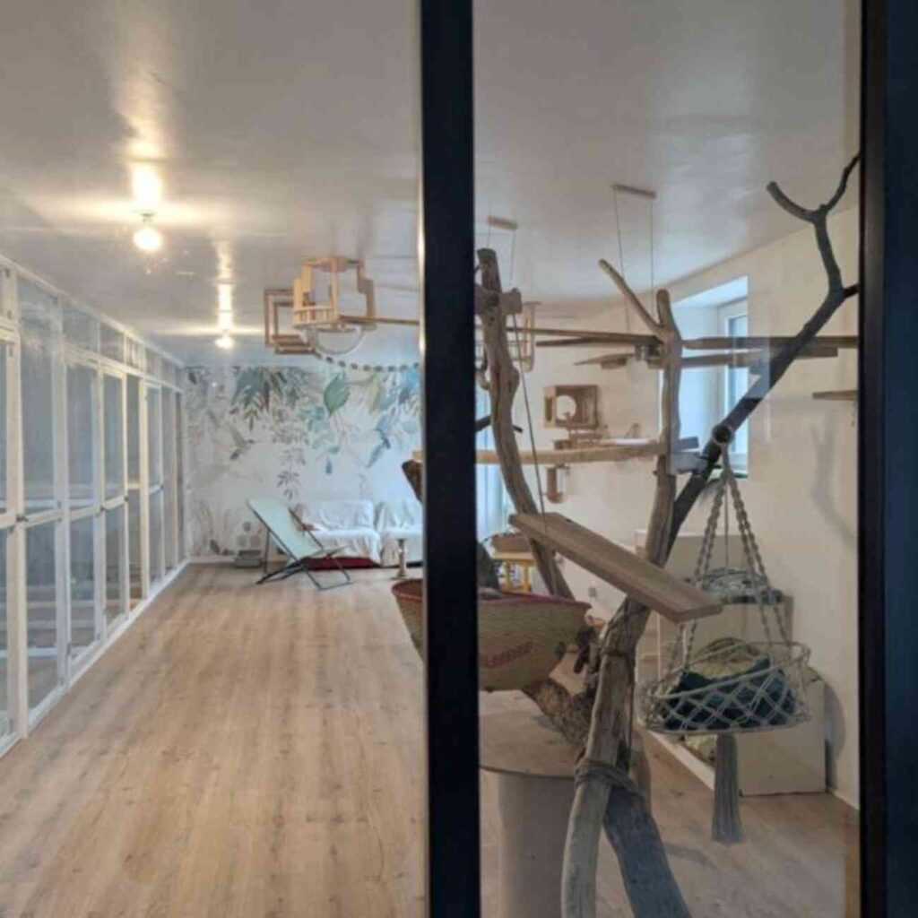 Intérieur de la pension Casa Miaouf à Plessé, avec des équipements modernes pour l'accueil des chats dans un espace sécurisé et confortable.