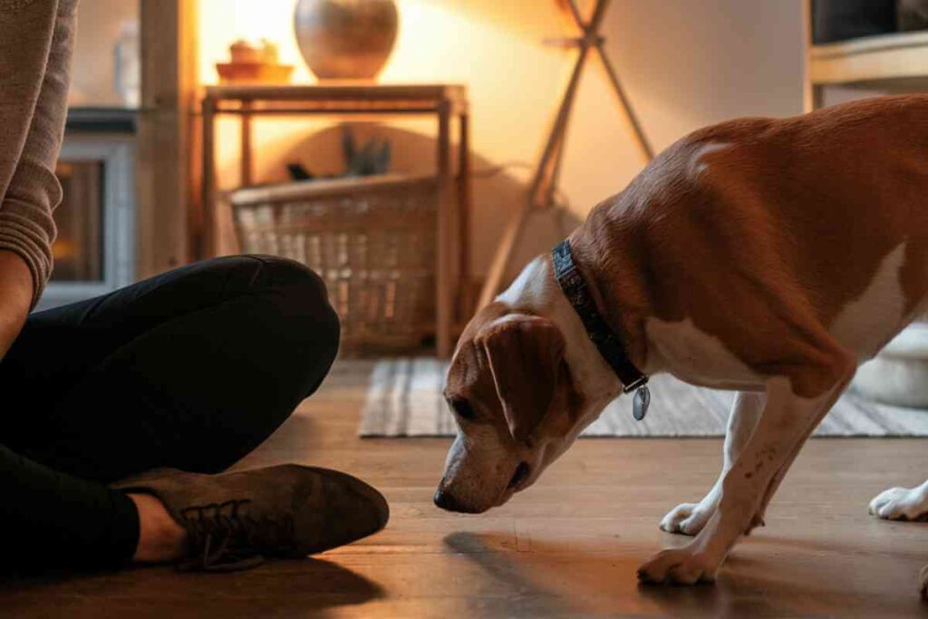 Pourquoi votre chien renifle-t-il votre entrejambe La réponse va vous surprendre !