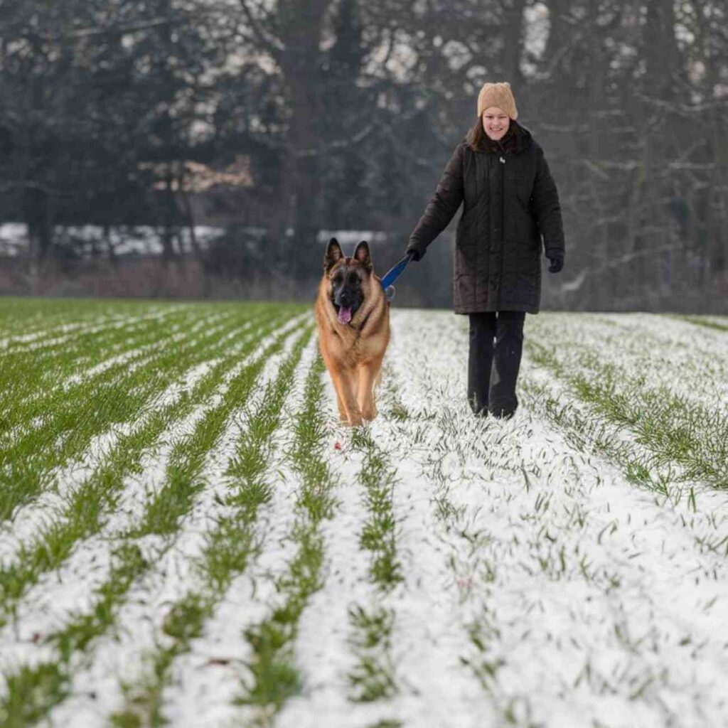 Une personne marche avec son chien dans un paysage hivernal près de Rennes, illustrant l'importance des balades pour la sociabilisation canine.