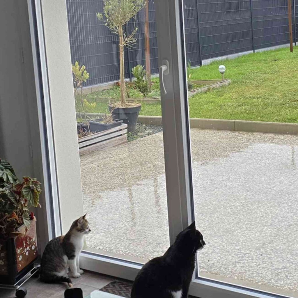 Deux chats regardent à travers une fenêtre du refuge, attendant une famille qui leur offrira un nouveau foyer.