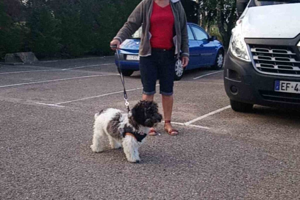 Un chien en laisse devant un refuge animalier, accompagné d’un bénévole. L’image illustre la situation des animaux en attente d’adoption à la SPA des Sables-d’Olonne.