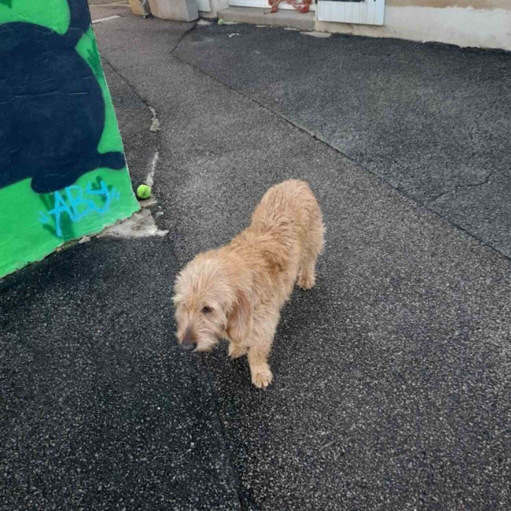 Un petit chien beige marche seul sur le sol du refuge, illustrant la détresse des animaux abandonnés en attente d’une famille adoptive.