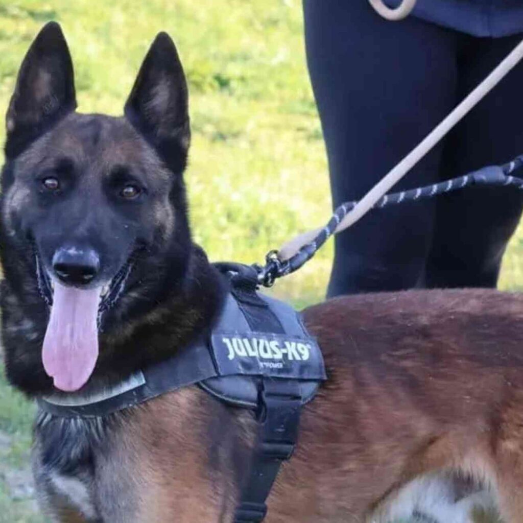 Saiko, un majestueux Berger Belge de trois ans et demi, en attente d'adoption, posant avec une allure noble et pleine de caractère.