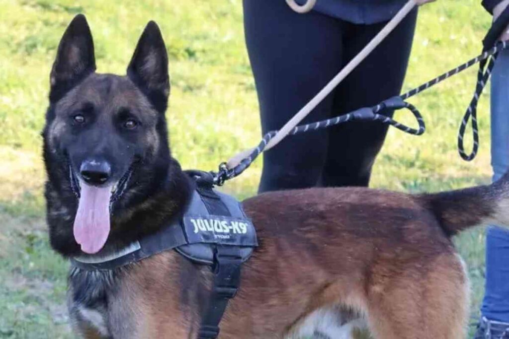 Saiko, un majestueux Berger Belge de trois ans et demi, en attente d'adoption, posant avec une allure noble et pleine de caractère.