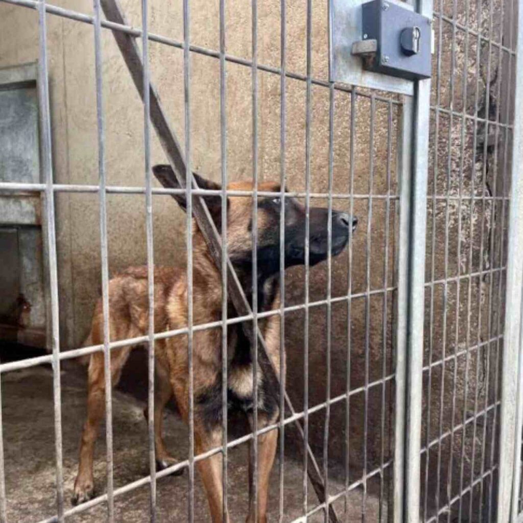 Chien derrière les barreaux d'un refuge vétuste à Saint-Étienne, attendant une amélioration des conditions de vie.