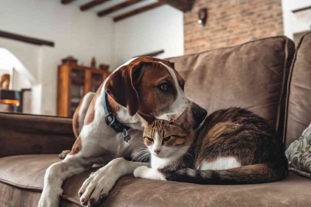 « S’entendre comme chien et chat » est-il réellement possible de faire vivre ensemble un chien et un chat