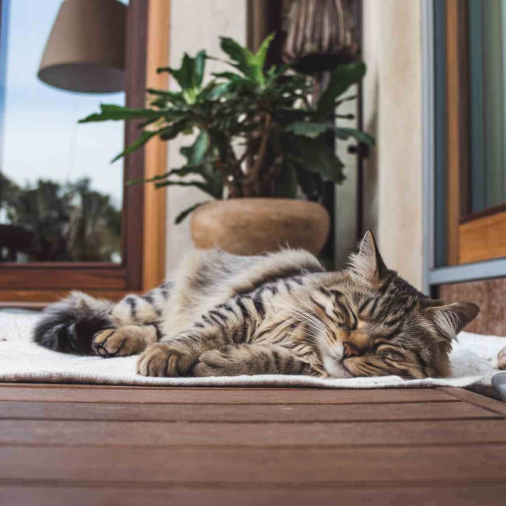 Un chat tigré dort paisiblement sur un canapé, allongé sur le côté, illustrant une posture de sommeil détendue.