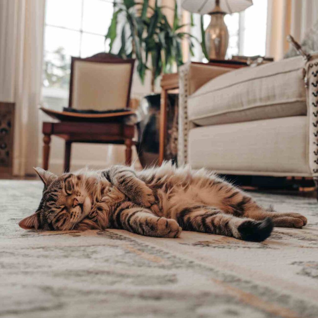 Un chat roux dort allongé de tout son long sur un tapis, illustrant une position de sommeil détendue et sécurisée.